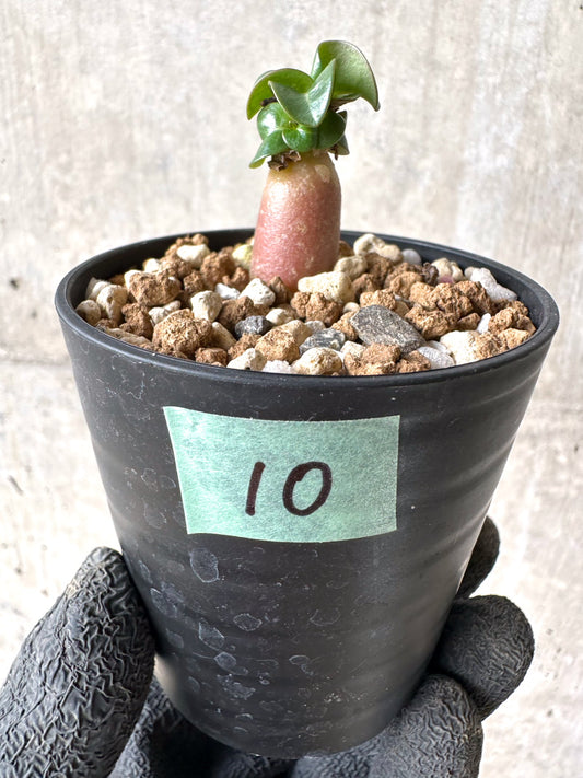 【現品限り】[在庫整理価格]アデニウム・DHA 葉巻【I10】 Adenium DHA