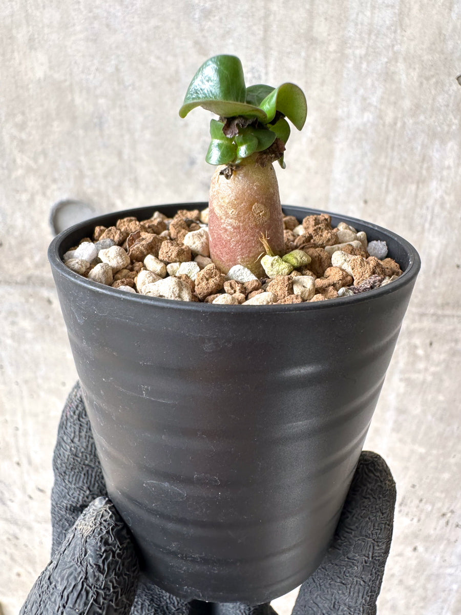 【現品限り】[在庫整理価格]アデニウム・DHA 葉巻【I10】 Adenium DHA