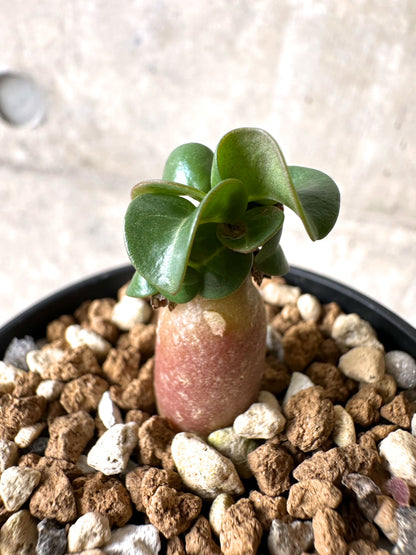 【現品限り】[在庫整理価格]アデニウム・DHA 葉巻【I10】 Adenium DHA
