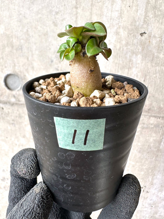 【現品限り】[在庫整理価格]アデニウム・DHA 葉巻【I11】 Adenium DHA
