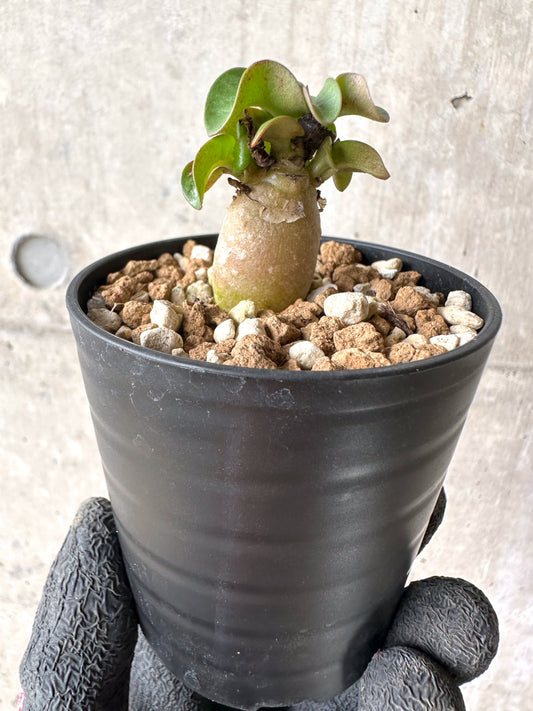 【現品限り】[在庫整理価格]アデニウム・DHA 葉巻【I11】 Adenium DHA