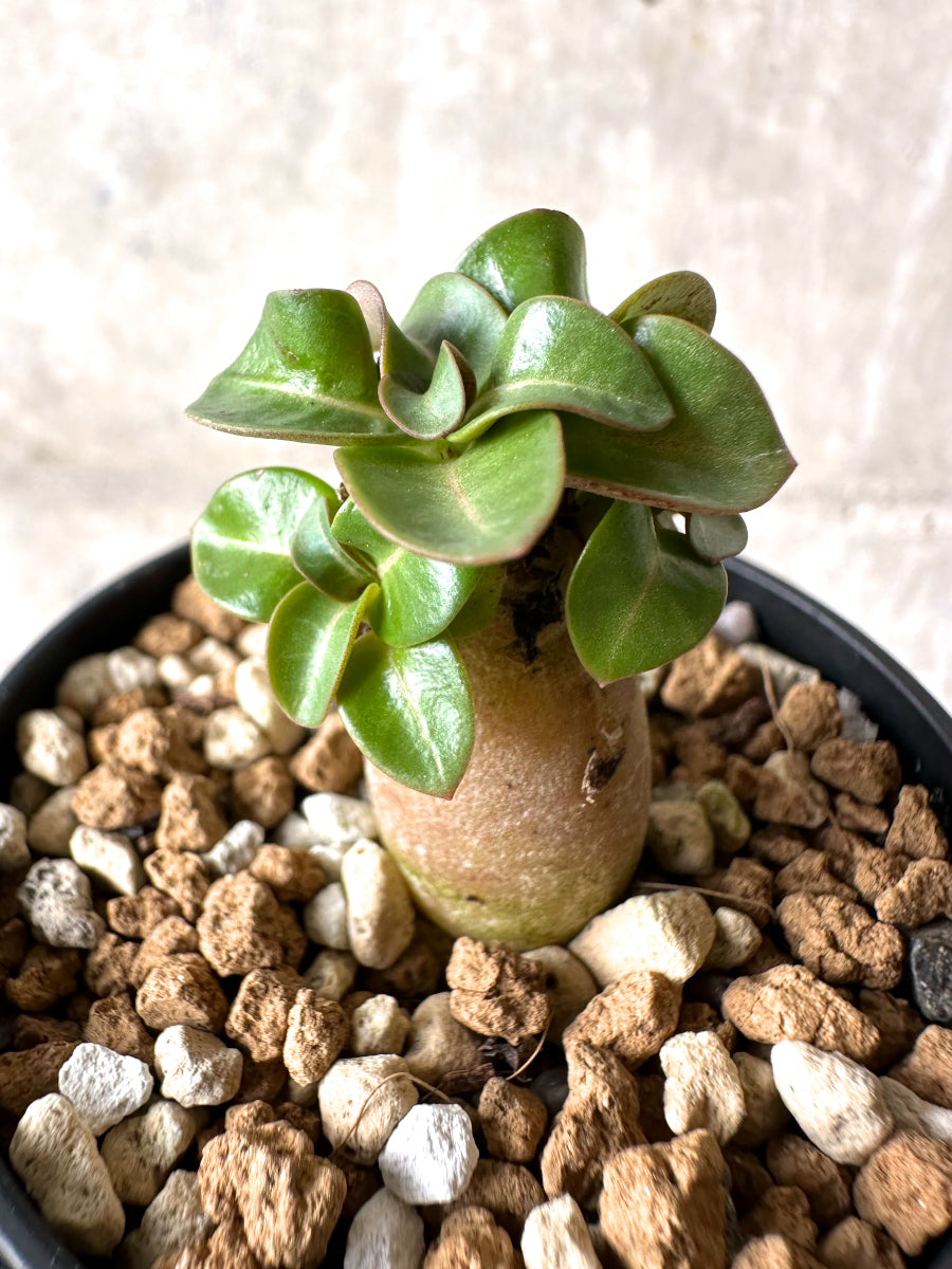 【現品限り】[在庫整理価格]アデニウム・DHA 葉巻【I11】 Adenium DHA
