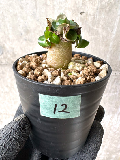 【現品限り】[在庫整理価格]アデニウム・DHA 葉巻【I12】 Adenium DHA