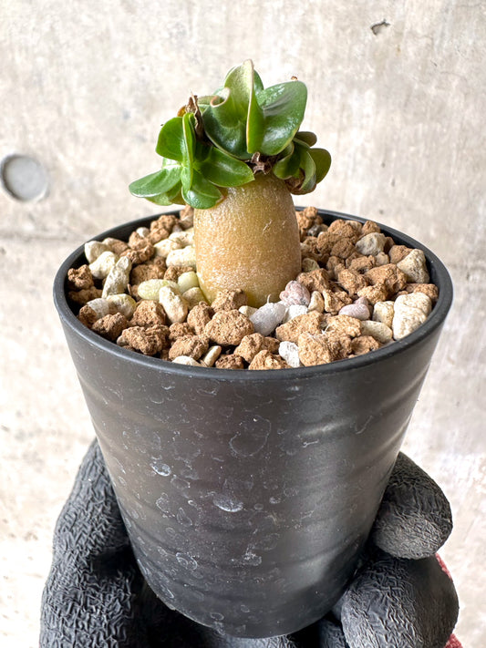 【現品限り】[在庫整理価格]アデニウム・DHA 葉巻【I12】 Adenium DHA