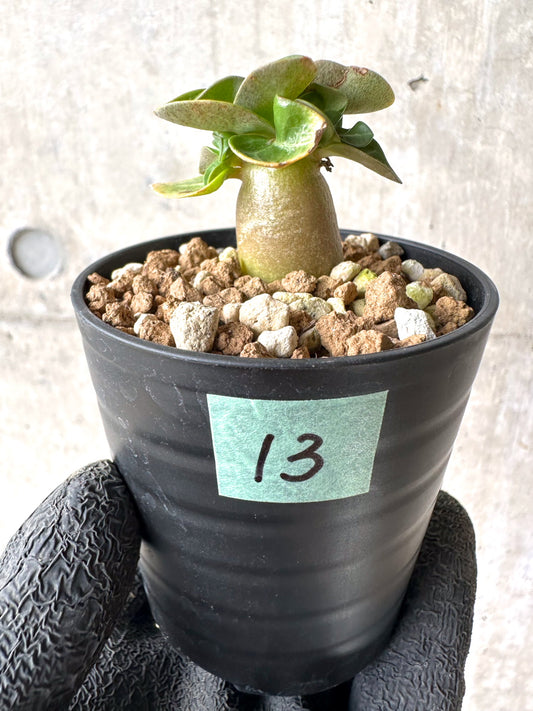 【現品限り】[在庫整理価格]アデニウム・DHA 葉巻【I13】 Adenium DHA