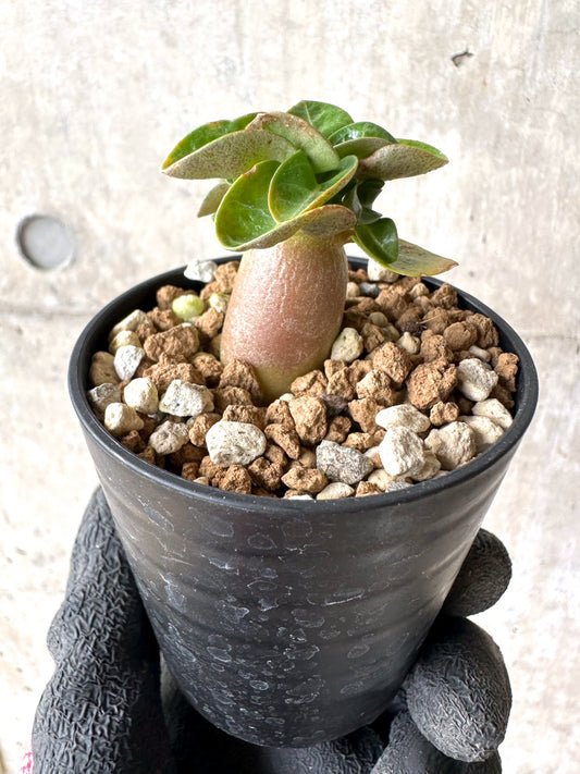 【現品限り】[在庫整理価格]アデニウム・DHA 葉巻【I13】 Adenium DHA