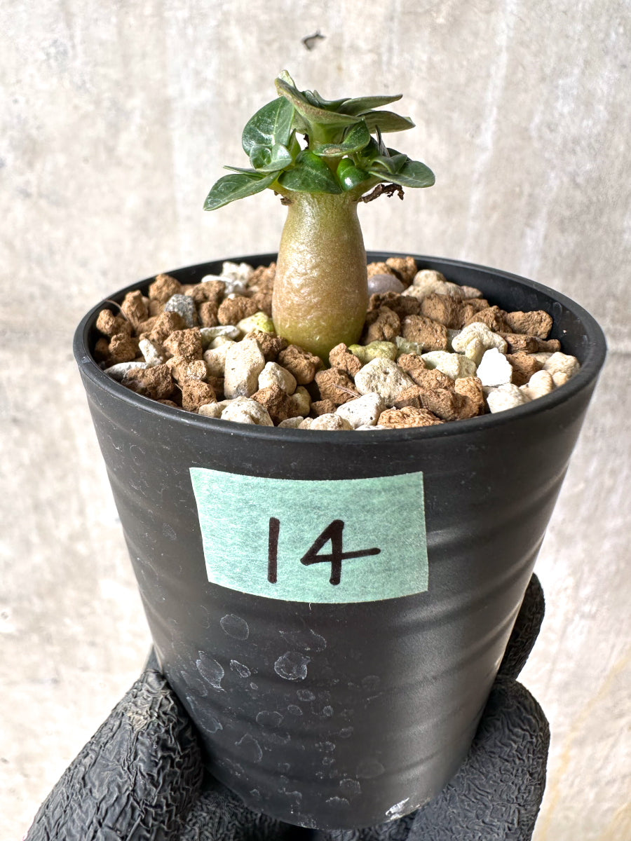 【現品限り】[在庫整理価格]アデニウム・DHA 葉巻【I14】 Adenium DHA