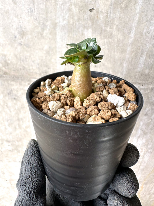【現品限り】[在庫整理価格]アデニウム・DHA 葉巻【I14】 Adenium DHA