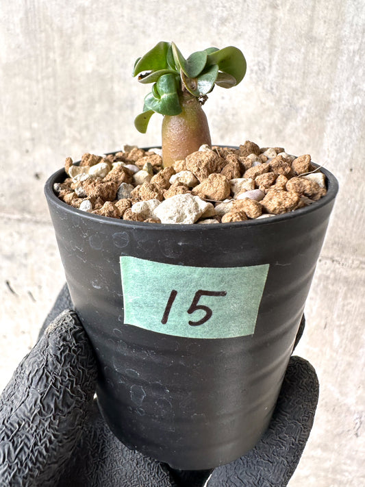 【現品限り】[在庫整理価格]アデニウム・DHA 葉巻【I15】 Adenium DHA
