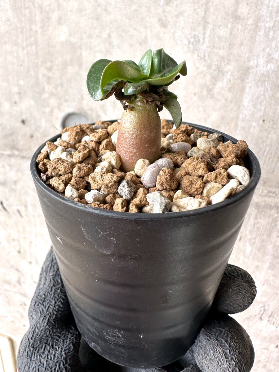 【現品限り】[在庫整理価格]アデニウム・DHA 葉巻【I15】 Adenium DHA