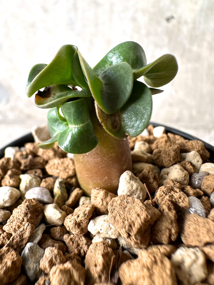 【現品限り】[在庫整理価格]アデニウム・DHA 葉巻【I15】 Adenium DHA