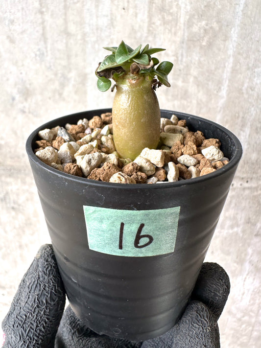 【現品限り】[在庫整理価格]アデニウム・DHA 葉巻【I16】 Adenium DHA