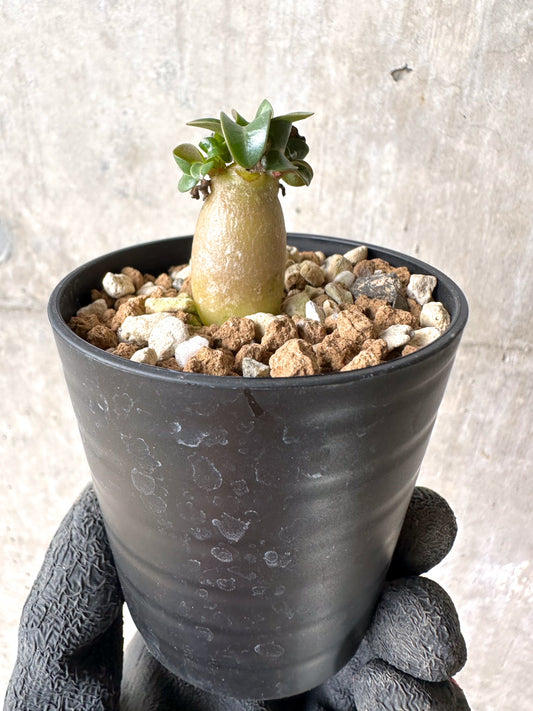 【現品限り】[在庫整理価格]アデニウム・DHA 葉巻【I16】 Adenium DHA