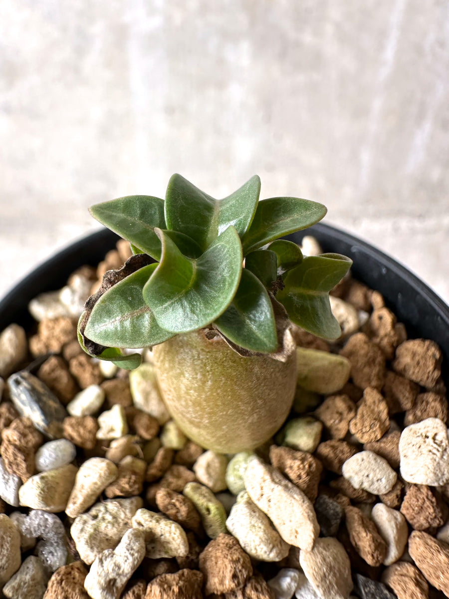 【現品限り】[在庫整理価格]アデニウム・DHA 葉巻【I16】 Adenium DHA