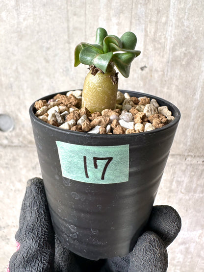 【現品限り】[在庫整理価格]アデニウム・DHA 葉巻【I17】 Adenium DHA