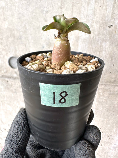 【現品限り】[在庫整理価格]アデニウム・DHA 葉巻【I18】 Adenium DHA