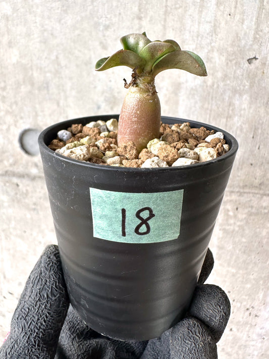 【現品限り】[在庫整理価格]アデニウム・DHA 葉巻【I18】 Adenium DHA