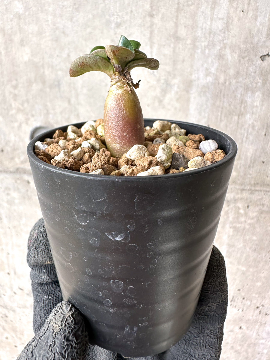 【現品限り】[在庫整理価格]アデニウム・DHA 葉巻【I18】 Adenium DHA