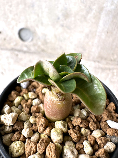 【現品限り】[在庫整理価格]アデニウム・DHA 葉巻【I18】 Adenium DHA