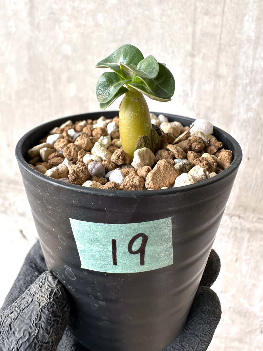【現品限り】[在庫整理価格]アデニウム・DHA 葉巻【I19】 Adenium DHA