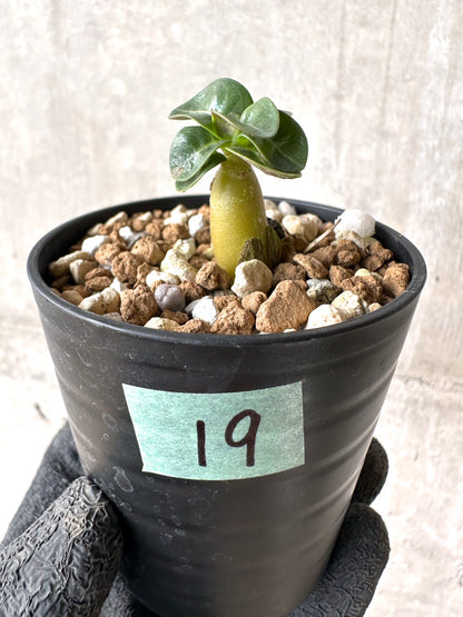 【現品限り】[在庫整理価格]アデニウム・DHA 葉巻【I19】 Adenium DHA