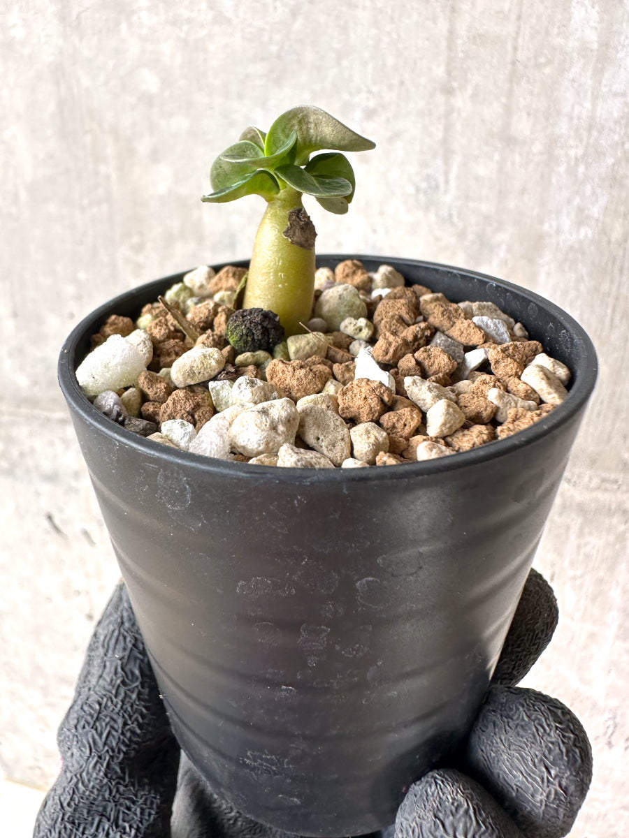 【現品限り】[在庫整理価格]アデニウム・DHA 葉巻【I19】 Adenium DHA