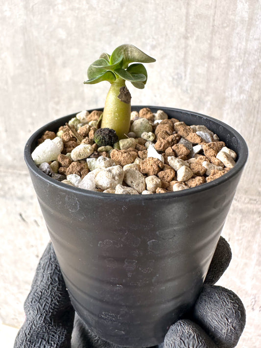 【現品限り】[在庫整理価格]アデニウム・DHA 葉巻【I19】 Adenium DHA