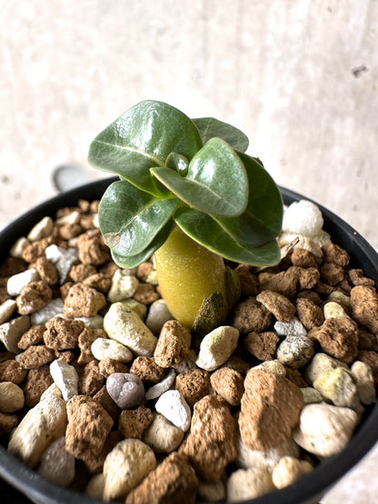 【現品限り】[在庫整理価格]アデニウム・DHA 葉巻【I19】 Adenium DHA