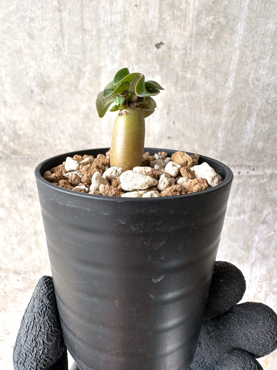 【現品限り】[在庫整理価格]アデニウム・DHA 葉巻【I1】 Adenium DHA