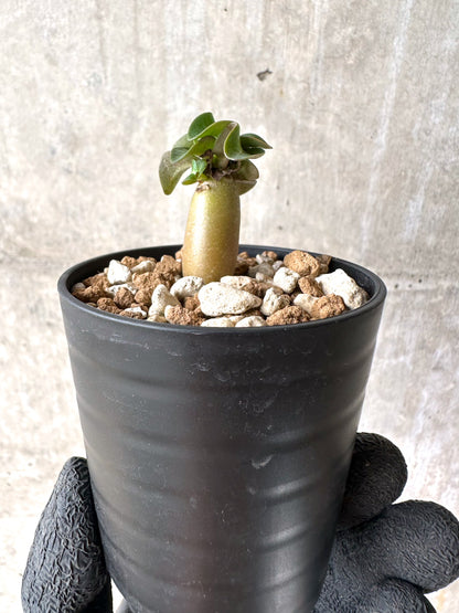 【現品限り】[在庫整理価格]アデニウム・DHA 葉巻【I1】 Adenium DHA