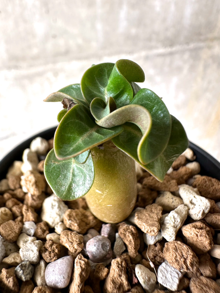 【現品限り】[在庫整理価格]アデニウム・DHA 葉巻【I1】 Adenium DHA
