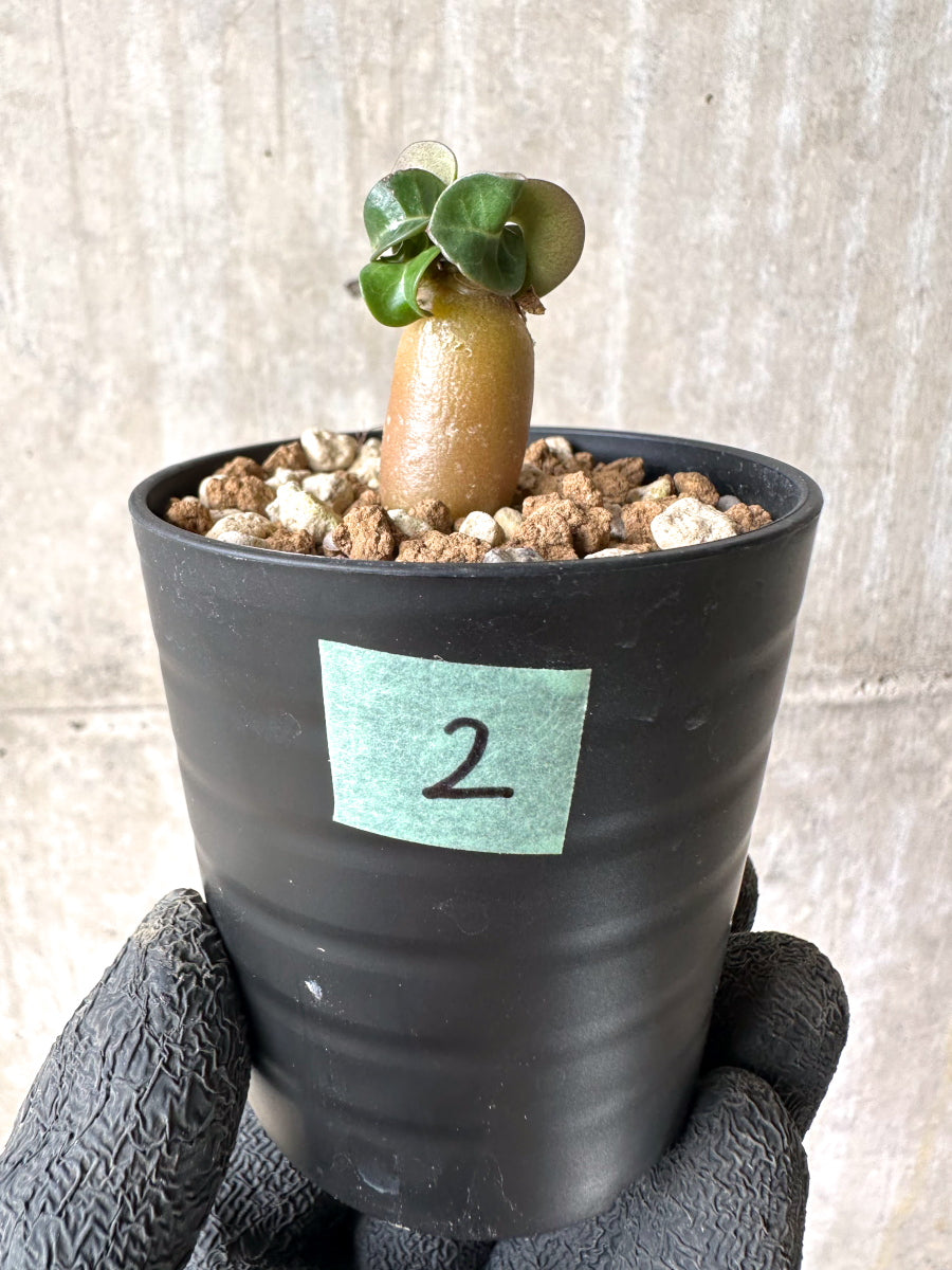 【現品限り】[在庫整理価格]アデニウム・DHA 葉巻【I2】 Adenium DHA