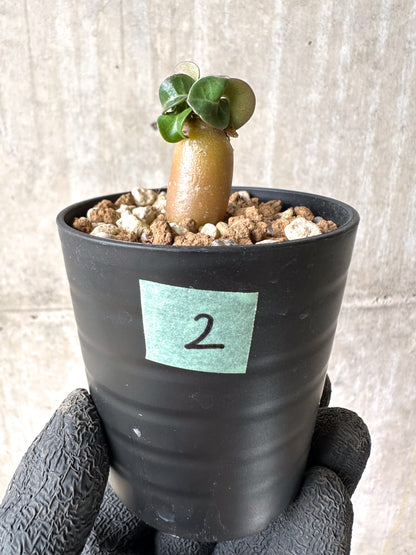 【現品限り】[在庫整理価格]アデニウム・DHA 葉巻【I2】 Adenium DHA