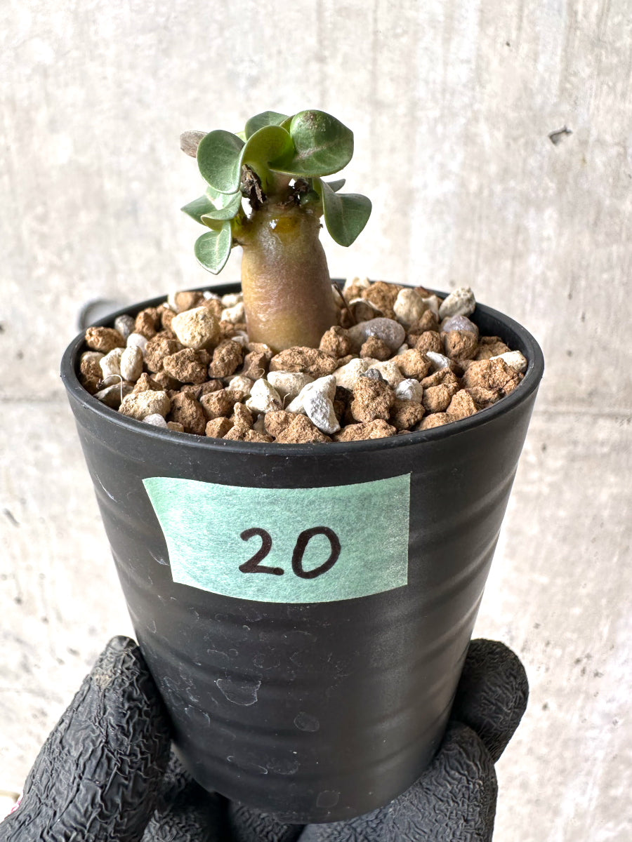 【現品限り】[在庫整理価格]アデニウム・DHA 葉巻【I20】 Adenium DHA