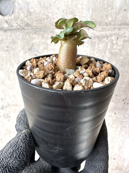 【現品限り】[在庫整理価格]アデニウム・DHA 葉巻【I20】 Adenium DHA