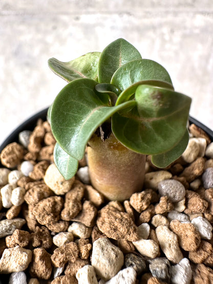 【現品限り】[在庫整理価格]アデニウム・DHA 葉巻【I20】 Adenium DHA