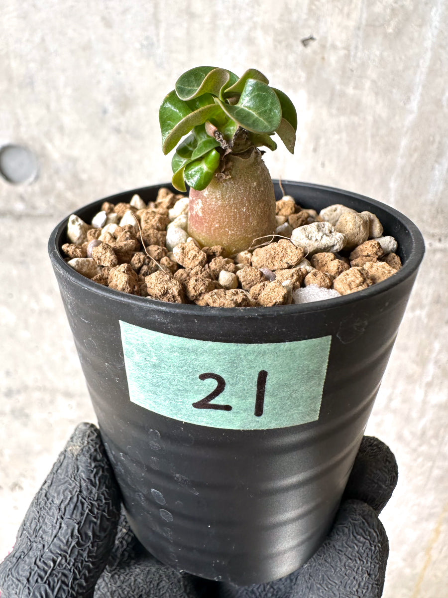 【現品限り】[在庫整理価格]アデニウム・DHA 葉巻【I21】 Adenium DHA