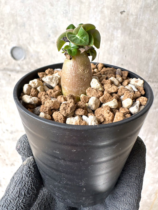 【現品限り】[在庫整理価格]アデニウム・DHA 葉巻【I21】 Adenium DHA