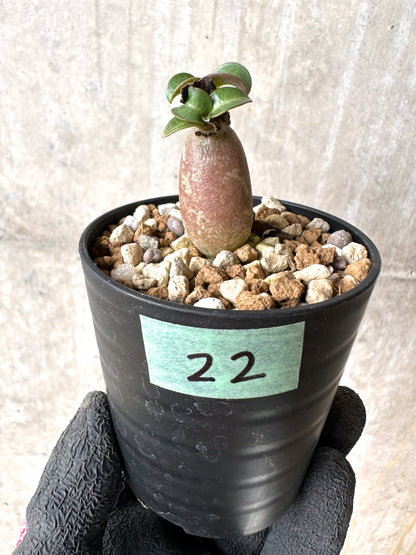 【現品限り】[在庫整理価格]アデニウム・DHA 葉巻【I22】 Adenium DHA