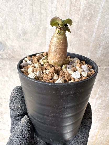 【現品限り】[在庫整理価格]アデニウム・DHA 葉巻【I22】 Adenium DHA