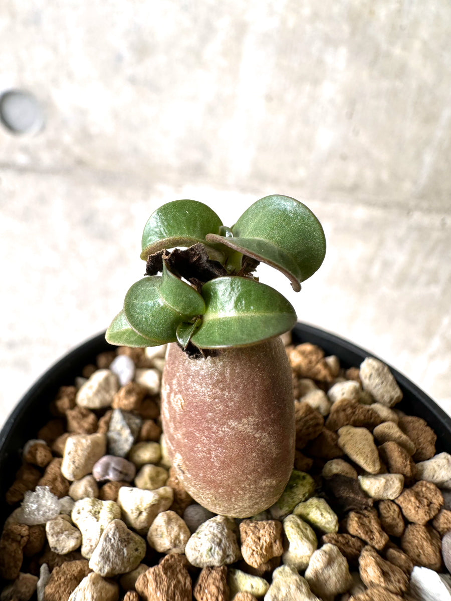 【現品限り】[在庫整理価格]アデニウム・DHA 葉巻【I22】 Adenium DHA