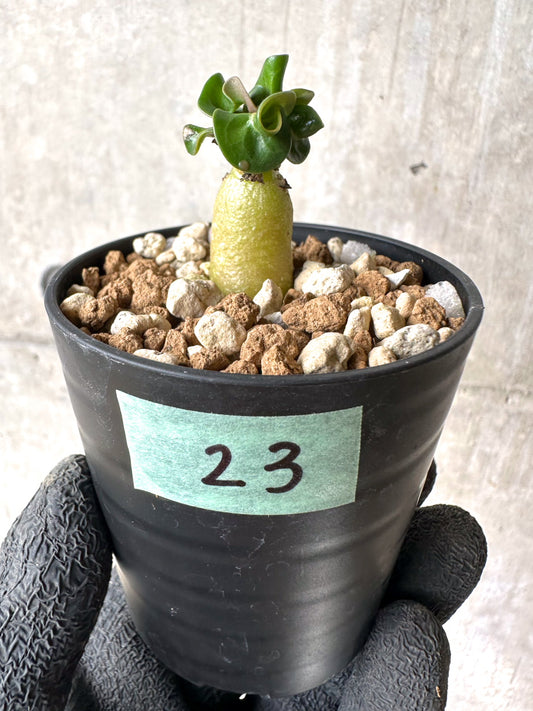 【現品限り】[在庫整理価格]アデニウム・DHA 葉巻【I23】 Adenium DHA