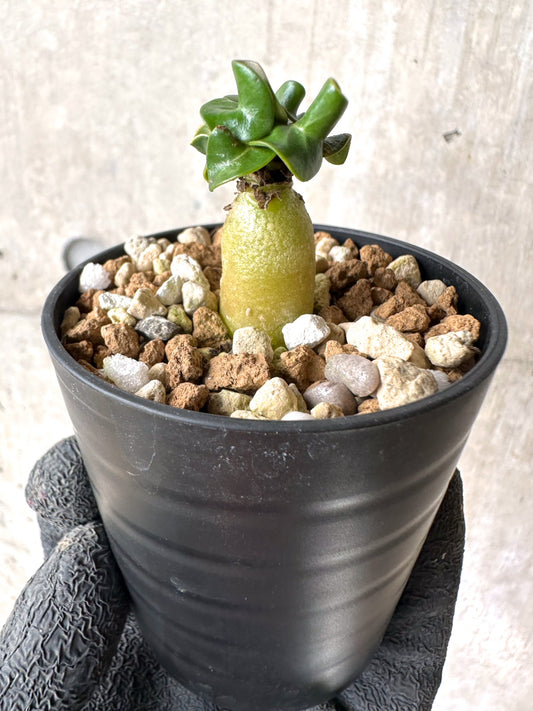 【現品限り】[在庫整理価格]アデニウム・DHA 葉巻【I23】 Adenium DHA