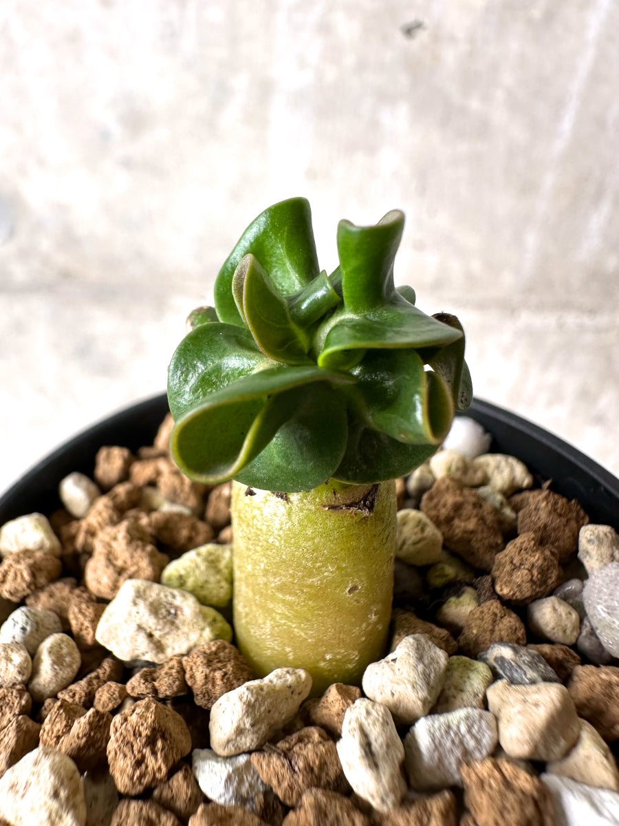 【現品限り】[在庫整理価格]アデニウム・DHA 葉巻【I23】 Adenium DHA