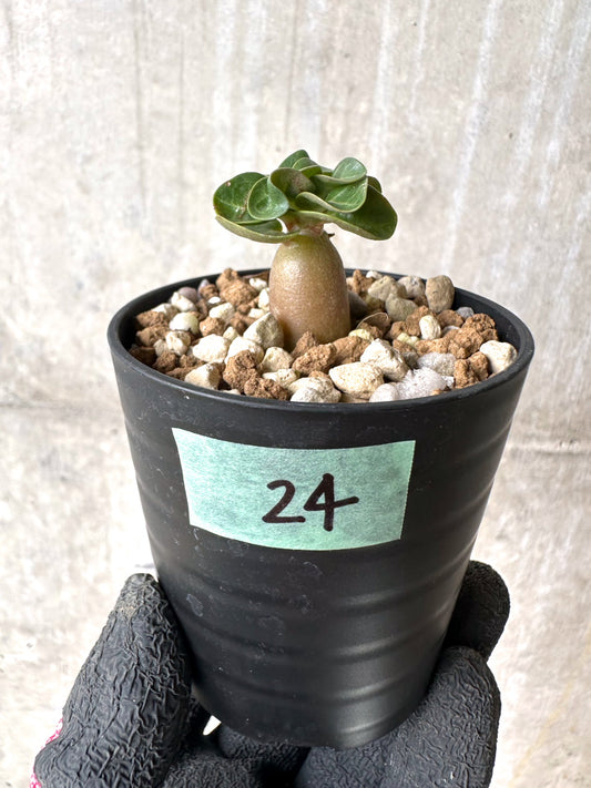 【現品限り】[在庫整理価格]アデニウム・DHA 葉巻【I24】 Adenium DHA