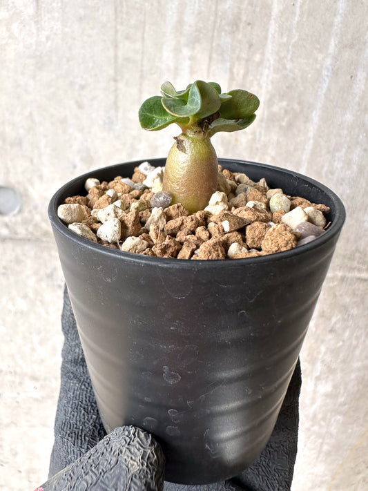 【現品限り】[在庫整理価格]アデニウム・DHA 葉巻【I24】 Adenium DHA
