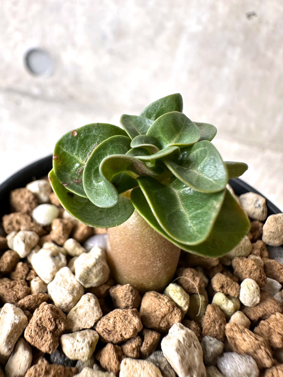 【現品限り】[在庫整理価格]アデニウム・DHA 葉巻【I24】 Adenium DHA