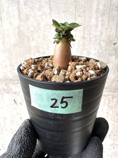 【現品限り】[在庫整理価格]アデニウム・DHA 葉巻【I25】 Adenium DHA