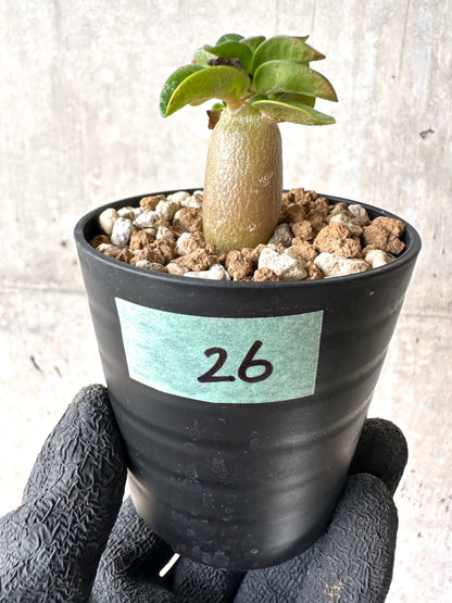 【現品限り】[在庫整理価格]アデニウム・DHA 葉巻【I26】 Adenium DHA