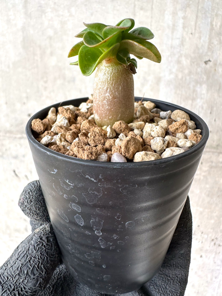【現品限り】[在庫整理価格]アデニウム・DHA 葉巻【I26】 Adenium DHA
